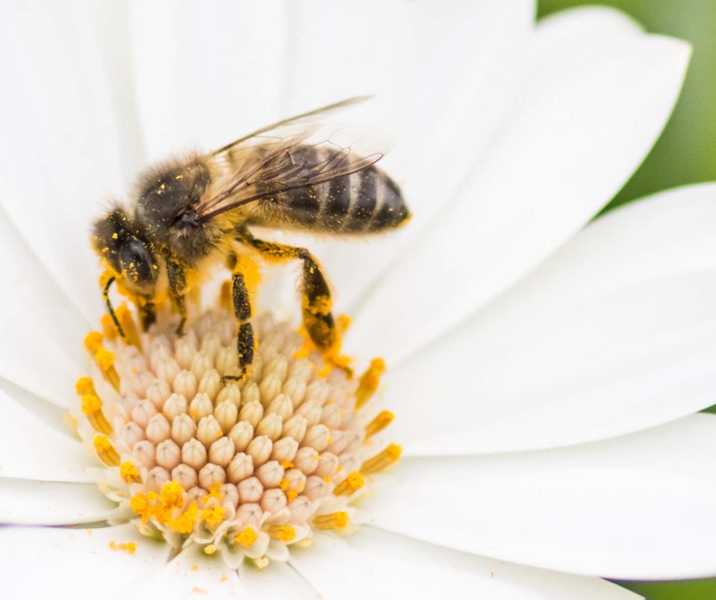 Arıların Büyük Çaba Sonucunda Ürettikleri “Mükemmel Gıda” Köyceğiz Balı Arı Poleni