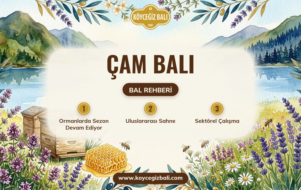 Çam Balı: Bu Haftanın Gündemi — Hasat, Fuar ve Atöyle Gelişmeleri
