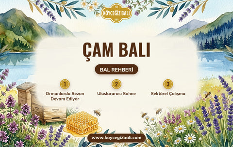 Çam Balı: Bu Haftanın Gündemi — Hasat, Fuar ve Atöyle Gelişmeleri
